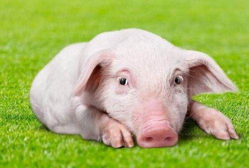 生肖豬的朋友，12月將有貴人來圓你20年的愿望，看看他是誰