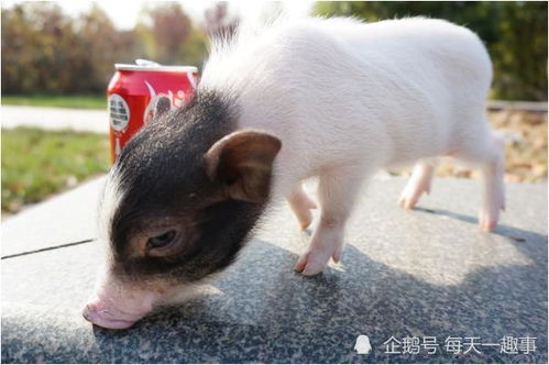 老人的話真不假——71年豬豬豬的后半生，知命還是認(rèn)命