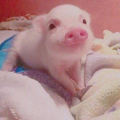 生肖豬與生肖雞 勇往直前，財星高照，驚喜連連