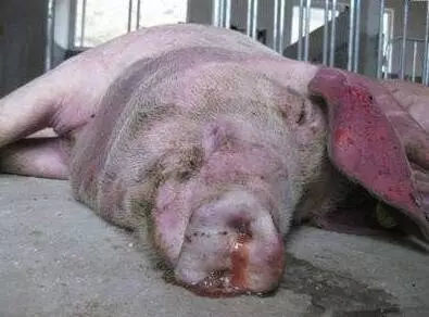 育肥豬與黃牛 警惕三種常見病，守護豐收成果