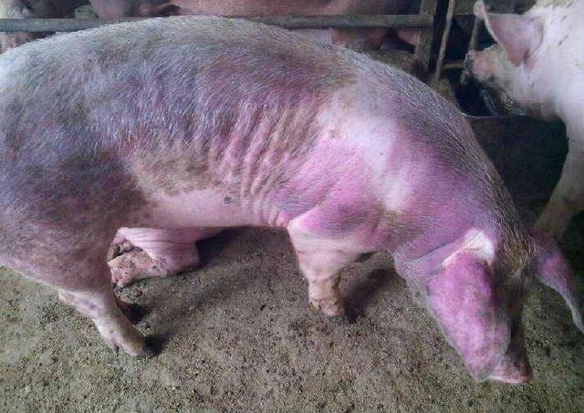 豬藍耳病的快速治療方案及預防措施——養豬人必讀