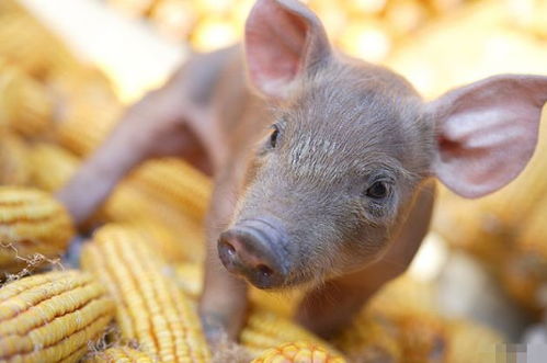 4月23號(hào)，屬豬人需謹(jǐn)慎應(yīng)對(duì)潛在挑戰(zhàn)