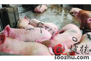 生豬屠宰加工 行業(yè)現(xiàn)狀、挑戰(zhàn)與數(shù)字化預(yù)警的重要性